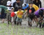 自然体験学習プログラム　田植え