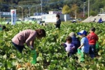 まぼろしの大豆「あけぼの大豆」の枝豆を収穫体験