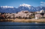 桜と甲斐駒ケ岳/長坂町