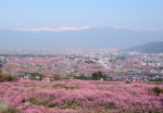 まさに桃源郷！桃の花が織りなす