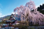 身延山久遠寺しだれ桜